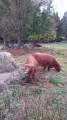 Highland Cattle Highland Cattle