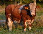 Simmental Avelstjurar Simmental Avelstjurar