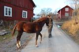 Stuga i Norrtälje med stallplats Stuga i Norrtälje med stallplats