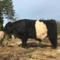Renrasig Belted Gallowaytjur söker fruar Renrasig Belted Gallowaytjur söker fruar