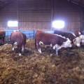 Hereford Hereford
