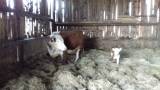 Dikor KRAV hereford-simmental, med kalv säljes Dikor KRAV hereford-simmental, med kalv säljes