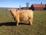 Kvigor Highland Cattle Kvigor Highland Cattle