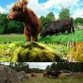 Highland Cattle Tjurar Highland Cattle Tjurar