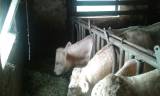 charolais charolais
