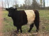Belted galloway perfekta betesdjur. Belted galloway perfekta betesdjur.