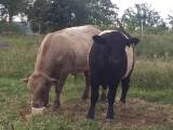 Belted Galloway korsningstjurar pollade Belted Galloway korsningstjurar pollade