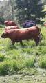 Avelstjur hereford eko certiferad Avelstjur hereford eko certiferad