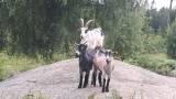 3 Jättesöta Dvärg Getter 3 Jättesöta Dvärg Getter