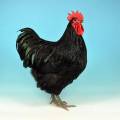Australorp-Islandshöns-Vit Bresse Australorp-Islandshöns-Vit Bresse