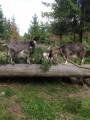 Jämtgetter säljes Jämtgetter säljes