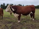 Hereford tjur Hereford tjur