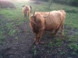 Highland Cattle REA Highland Cattle REA