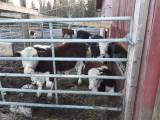 köttdjur Hereford med inslag av simmental köttdjur Hereford med inslag av simmental