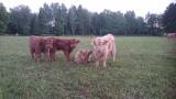 Highland cattle tjurar Highland cattle tjurar