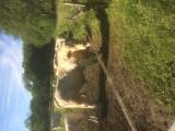 Charolais tjurar Charolais tjurar