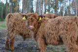 Highland cattle Highland cattle