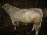 STBF Charolais avelstjur STBF Charolais avelstjur
