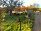 Tackor, baggar & lamm Tackor, baggar & lamm