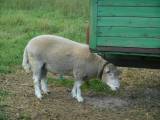 Dorset-Bagge Dorset-Bagge