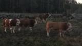 Simmental Avelstjurar Krav certifierade Simmental Avelstjurar Krav certifierade