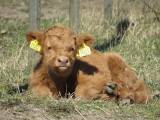 HIGHLAND CATTLE - TJURAR OCH KVIGOR 1-2 år HIGHLAND CATTLE - TJURAR OCH KVIGOR 1-2 år