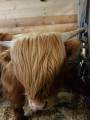Highland Tjur e stamboksförda föräldrar Highland Tjur e stamboksförda föräldrar