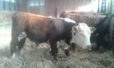 Hereford Tjurar Hereford Tjurar