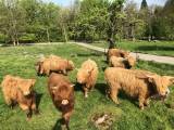 Highland Cattle kvigor Highland Cattle kvigor