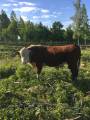 Juta Hereford Juta Hereford
