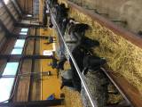 Gotland och Gute tackor med lamm Gotland och Gute tackor med lamm