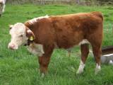 Hereford Hereford