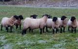 Suffolk Suffolk