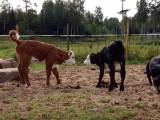 Köttrastjurar och mjölkrastjurar. Köttrastjurar och mjölkrastjurar.