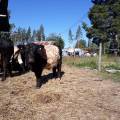 Belted Galloway Belted Galloway