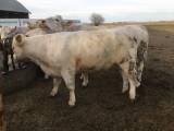 Charolais kvigor Charolais kvigor