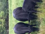 Black Angus Kviga född 2018 Black Angus Kviga född 2018