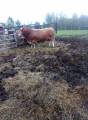 Avlstjur renrasig simmental Avlstjur renrasig simmental