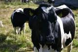 Mjölkdjur, Holstein till salu. Hel besättning Mjölkdjur, Holstein till salu. Hel besättning
