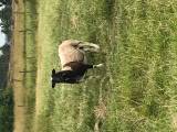 Dorper/Finull Texel/Finull och OD/Texel tackor Dorper/Finull Texel/Finull och OD/Texel tackor