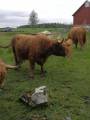 Highland Cattle och hereford korsningar Highland Cattle och hereford korsningar