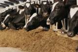 Majs ensilage Majs ensilage