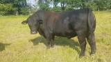 Angus Aberdeen avelstjur Angus Aberdeen avelstjur