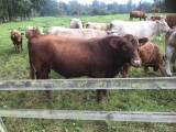 Avelstjur Aberdeen Angus Avelstjur Aberdeen Angus