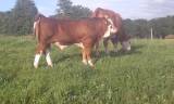 Simmental avelstjurar Simmental avelstjurar