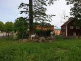 Två getter, mjölkras/Boer Två getter, mjölkras/Boer