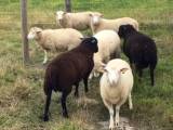 Dorset och korsning Bagglamm säljes alt byte mot Dorper. Dorset och korsning Bagglamm säljes alt byte mot Dorper.