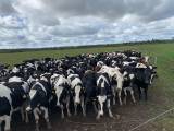 SVENSKA HOLSTIEN HEIFERS SVENSKA HOLSTIEN HEIFERS