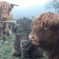 Highland Cattle tjur Highland Cattle tjur