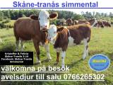 simmental simmental